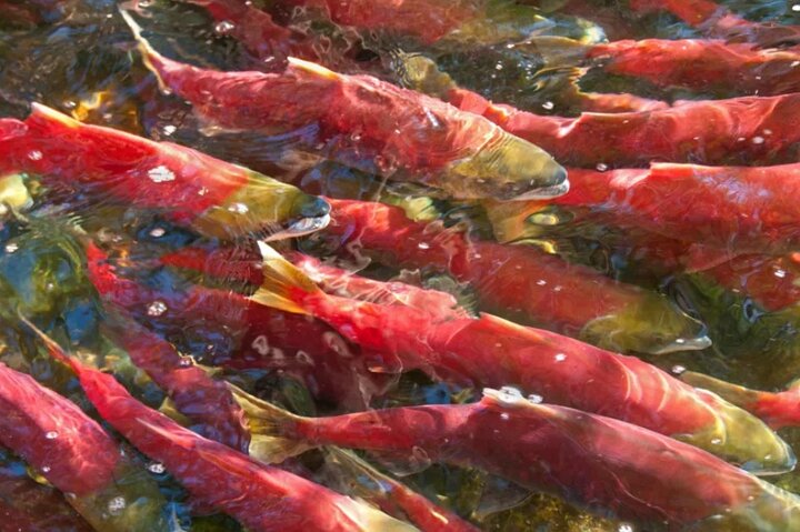 Alaska Wildlife Safari and Sightseeing Tour