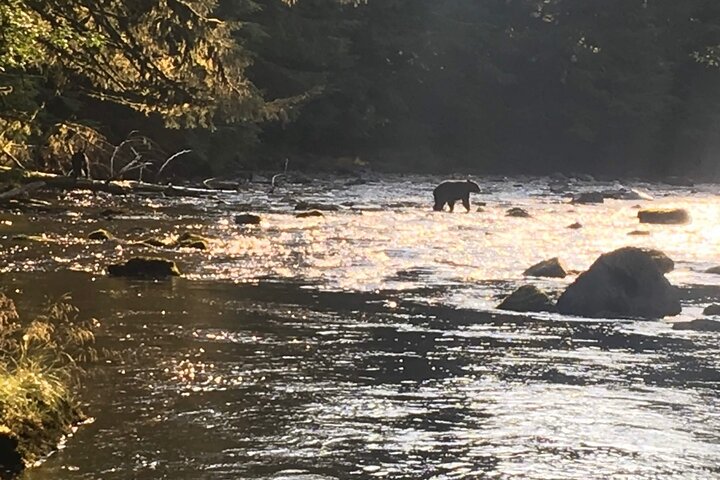 Alaska Wildlife Safari and Sightseeing Tour