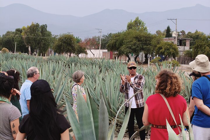Hierve el Agua, Tule Tree, Mitla and Mezcal Distillery Tour