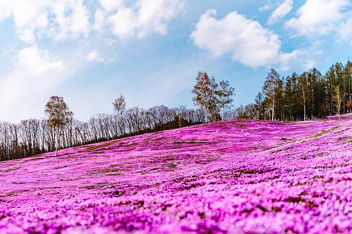 Wherever you want! 1-Day Private Tour from Sapporo to Furano more
