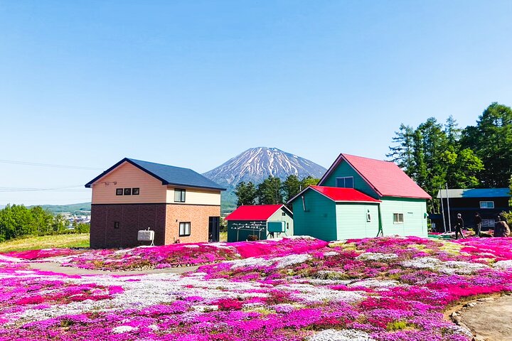Wherever you want! 1-Day Private Tour from Sapporo to Furano more