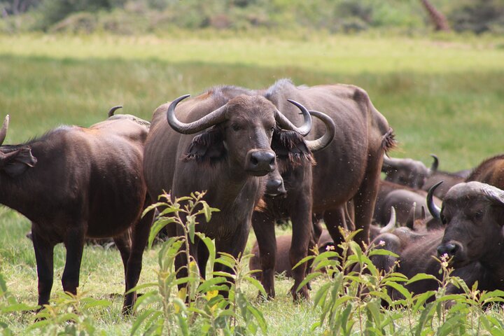 From Arusha: Safari 1 Day Trip to Arusha National Park