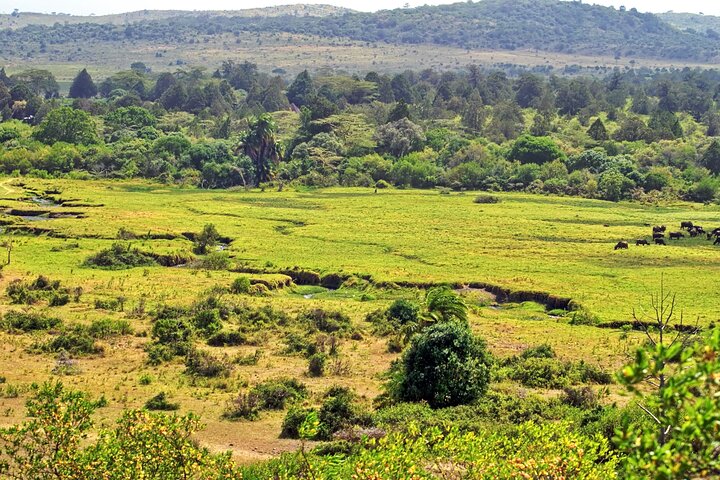 From Arusha: Safari 1 Day Trip to Arusha National Park