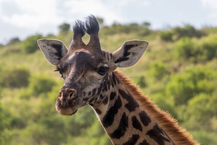 From Arusha: Safari 1 Day Trip to Arusha National Park