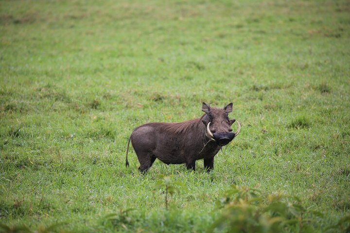 From Arusha: Safari 1 Day Trip to Arusha National Park