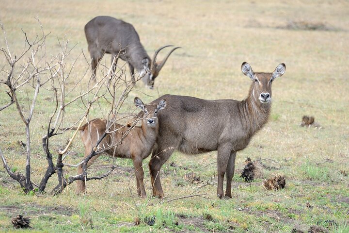 From Arusha: Safari 1 Day Trip to Arusha National Park