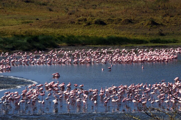 From Arusha: Safari 1 Day Trip to Arusha National Park