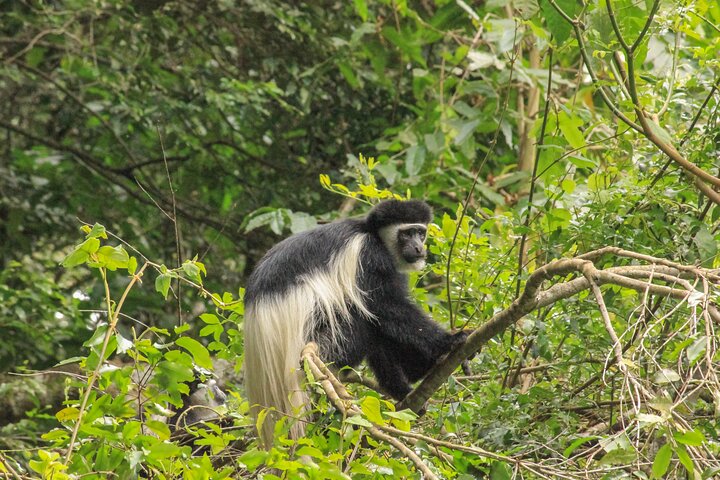From Arusha: Safari 1 Day Trip to Arusha National Park