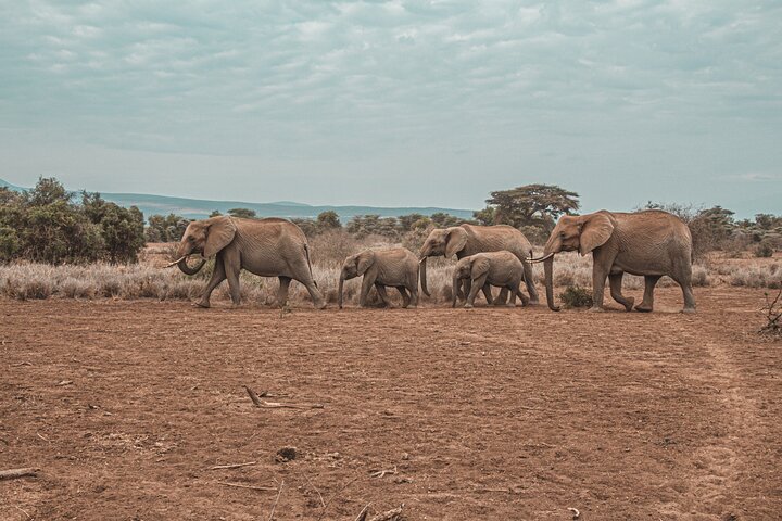 From Arusha: Safari 1 Day Trip to Arusha National Park