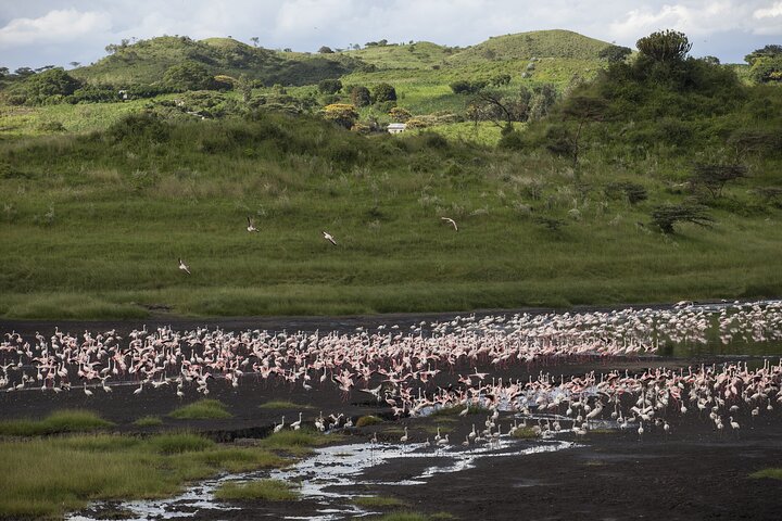 From Arusha: Safari 1 Day Trip to Arusha National Park