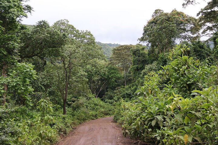 From Arusha: Safari 1 Day Trip to Arusha National Park