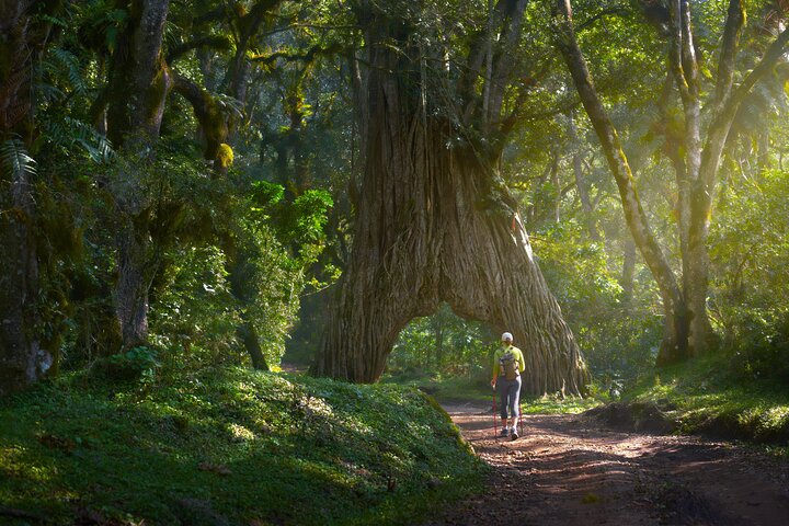 From Arusha: Safari 1 Day Trip to Arusha National Park