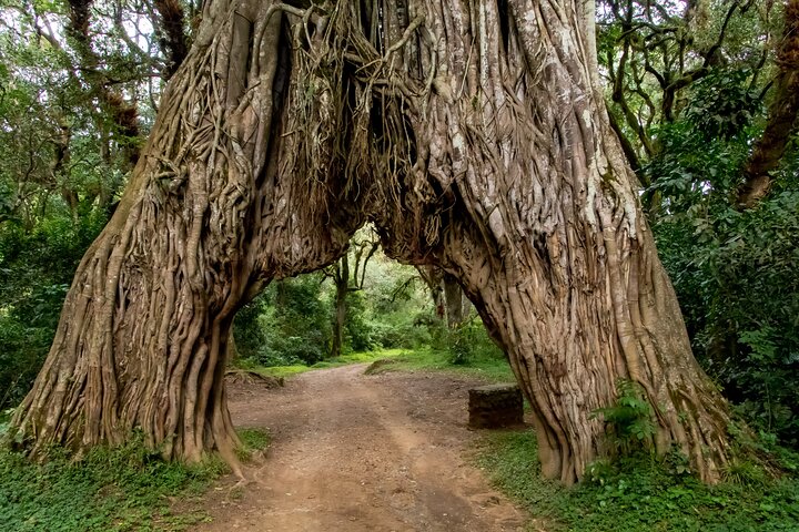 From Arusha: Safari 1 Day Trip to Arusha National Park