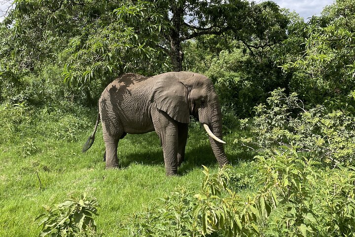 From Arusha: Safari 1 Day Trip to Arusha National Park