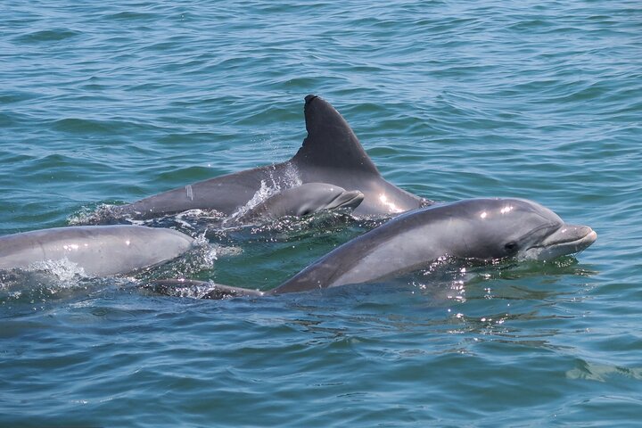 1-Hour Private Party Assateague Island Pony Cruise in Ocean City