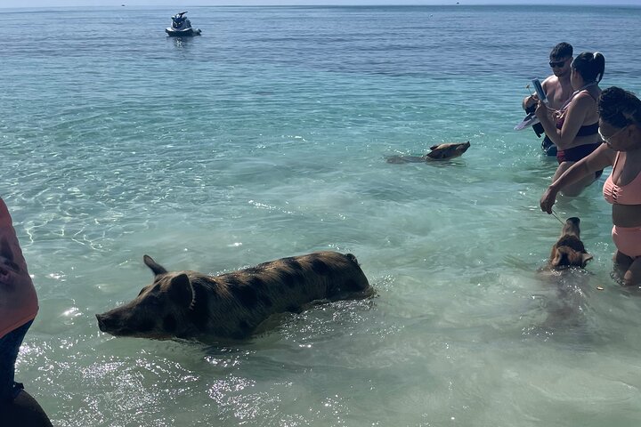 Swim with the Pigs Freeport @Creative Eco Adventures