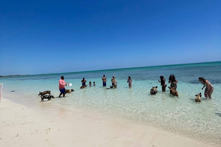 Swim with the Pigs Freeport @Creative Eco Adventures