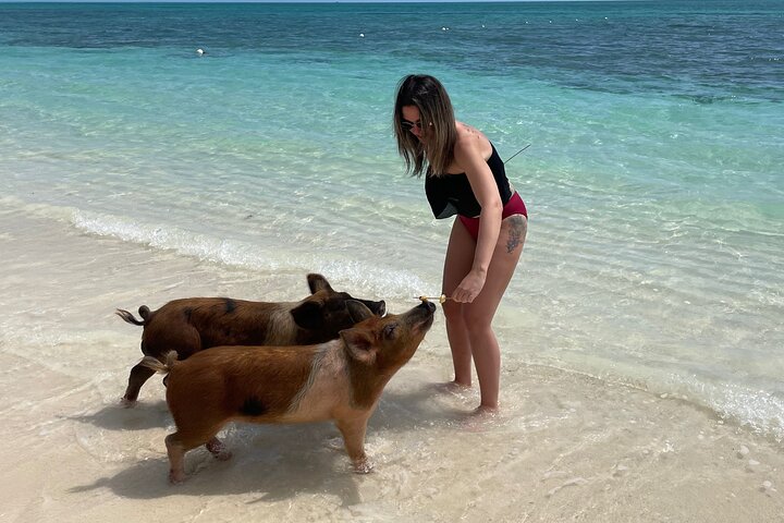 Swim with the Pigs Freeport @Creative Eco Adventures
