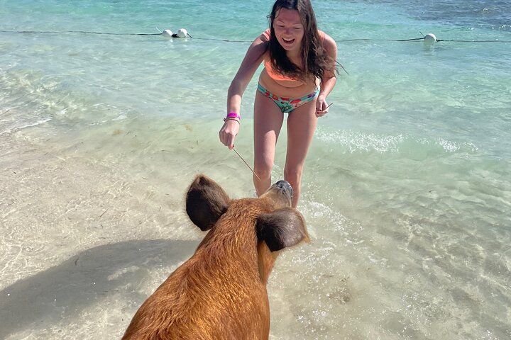 Swim with the Pigs Freeport @Creative Eco Adventures