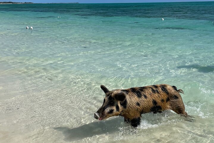 Swim with the Pigs Freeport @Creative Eco Adventures