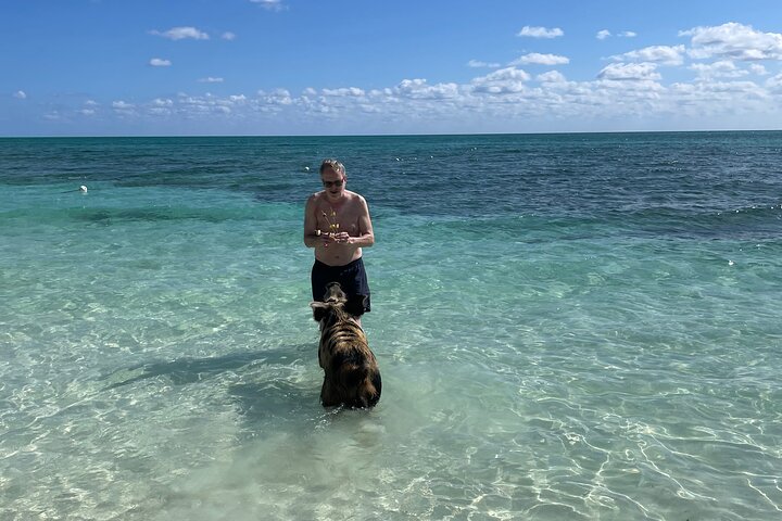 Swim with the Pigs Freeport @Creative Eco Adventures