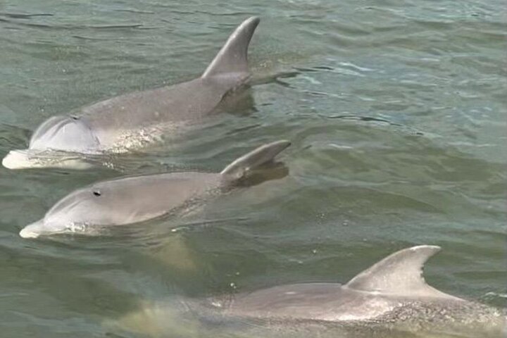 Cocoa Beach Dolphin and Wildlife Tour
