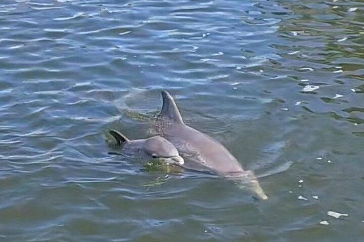 Cocoa Beach Dolphin and Wildlife Tour