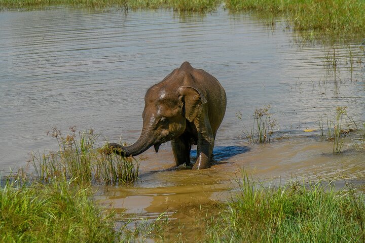 Udawalawe National Park Wildlife Safari Tours