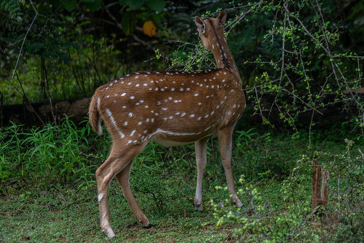 Udawalawe National Park Wildlife Safari Tours