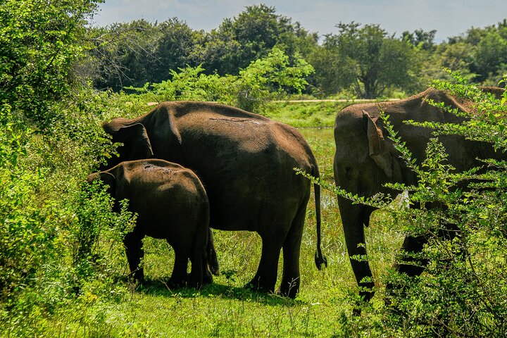 Udawalawe National Park Wildlife Safari Tours
