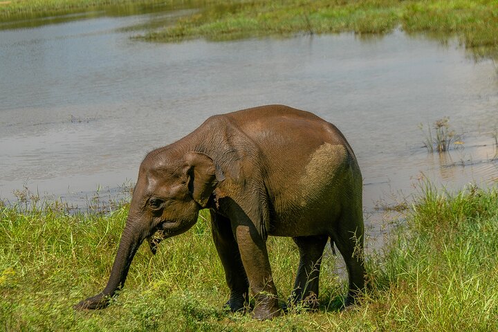 Udawalawe National Park Wildlife Safari Tours