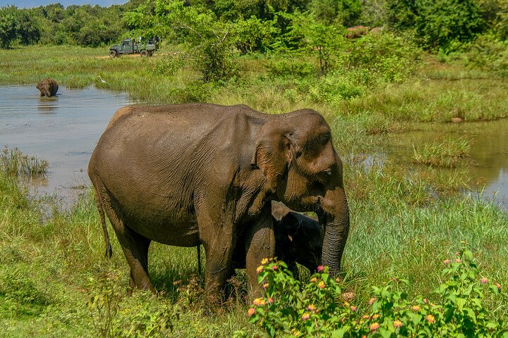 Udawalawe National Park Wildlife Safari Tours