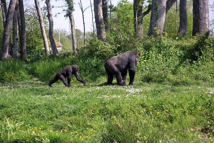 On the Path of Gorillas Safari 8Days/ 7Nights