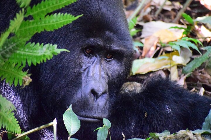 On the Path of Gorillas Safari 8Days/ 7Nights
