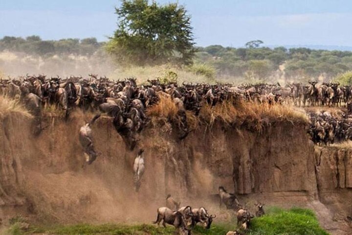 Private Safari and Game Drive Masai Mara