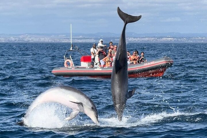 Albufeira: Dolphins and Caves Tour