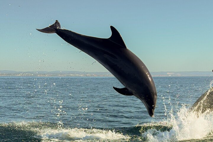Albufeira: Dolphins and Caves Tour