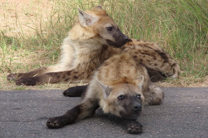 3 Day Kruger National Park Safari & Panorama Route