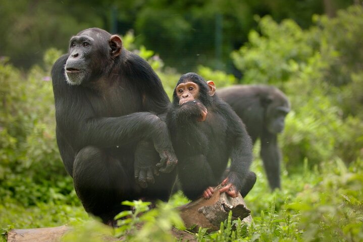 Ngamba Island Chimpanzee Experience, Entebbe and Victoria Tour