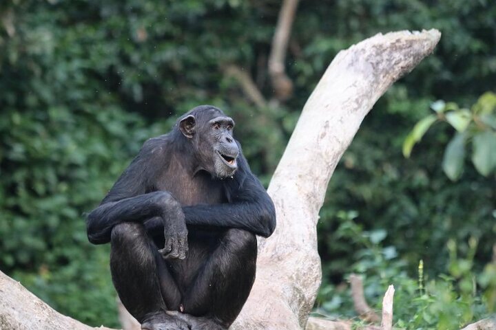 Ngamba Island Chimpanzee Experience, Entebbe and Victoria Tour