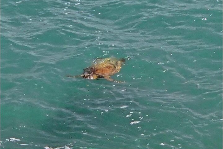 Boa Vista 4x4: Sharks, Turtles, Caves, Sandboard & Tasting tour