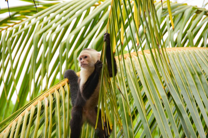 Nauyaca Waterfall Adventure -All-Inclusive Full Day tour