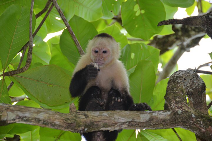 Nauyaca Waterfall Adventure -All-Inclusive Full Day tour