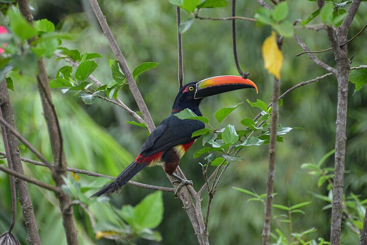 Nauyaca Waterfall Adventure -All-Inclusive Full Day tour