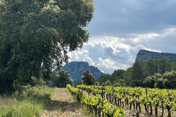 Bertrand Bosc wine and food tour in Pic St Loup