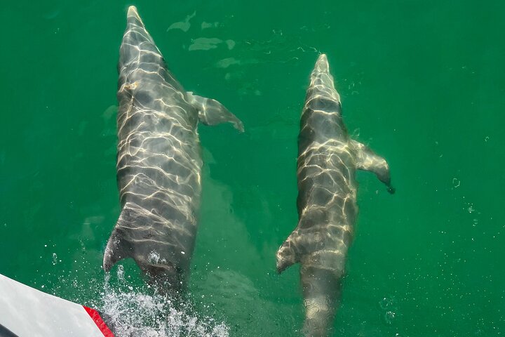 BIG FUN Dolphin Cruise & Sealife Experiece ORANGE BEACH ALABAMA