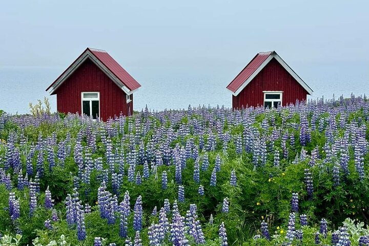 Tour desde Djúpivogur: Stokksnes-Vestrahorn-Höfn(lunch)-viewpoint