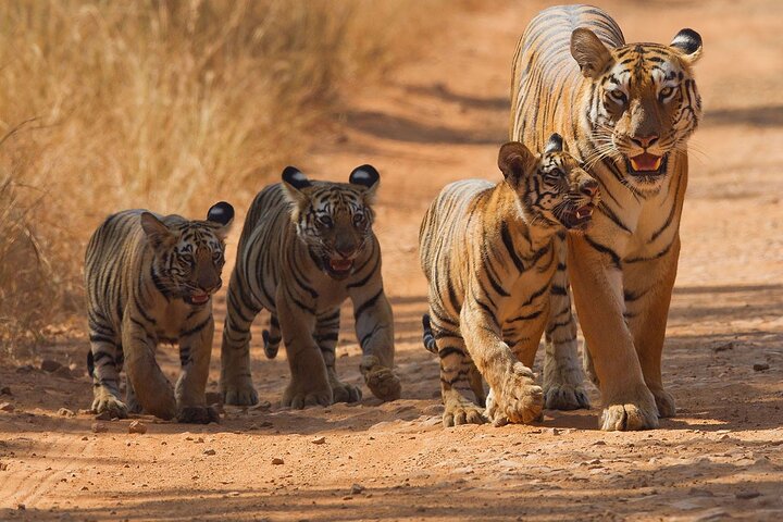 Jungle Diaries Tadoba Wildlife Tour