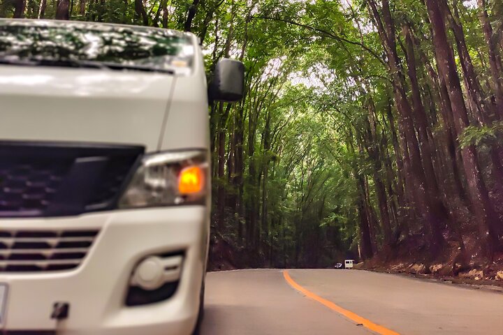 BOHOL Tour 2026 - Chocolate Hills, Tarsier and River Cruise Lunch