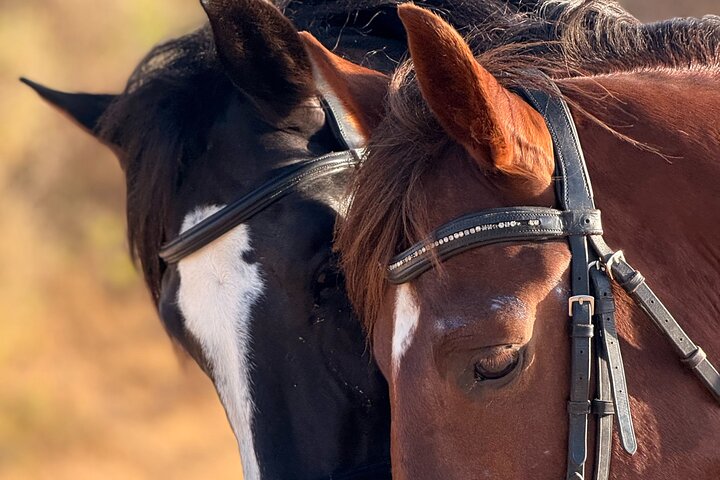 Horseback Riding in Essaouira - Essaouira HorseRiding